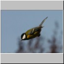 Parus major - Kohlmeise 15.jpg